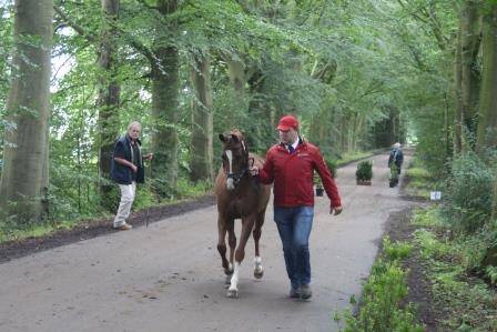 Beesd: Alle Pferde und Ponys bestehen den Vetcheck